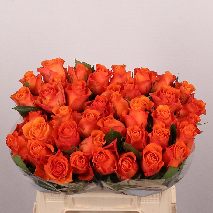 <h4>R GR ORANGE WAVE</h4>