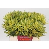 Leucadendron Pisa Spray