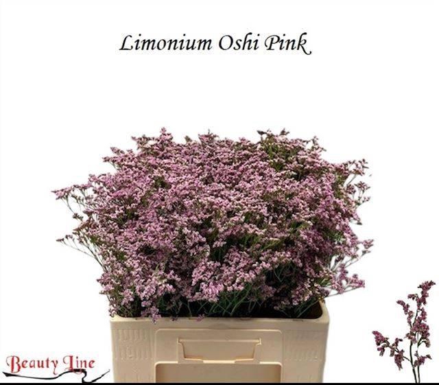 <h4>Lim Saf Oshi Pink</h4>