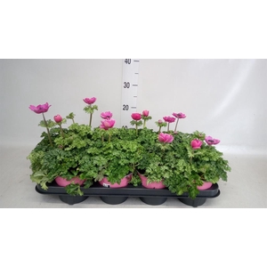 Anemone cor. 'Mona Lisa Deep Pink'