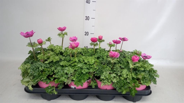 <h4>Anemone cor. 'Mona Lisa Deep Pink'</h4>