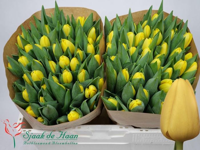 <h4>TU EN NOVI SUN</h4>