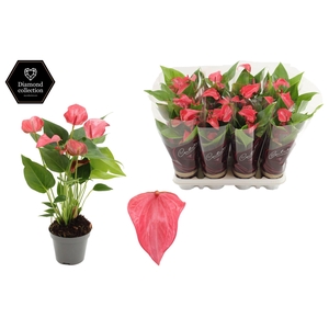 Anthurium 9 cm Romantico in Couture Diamond Line Purple sleeve