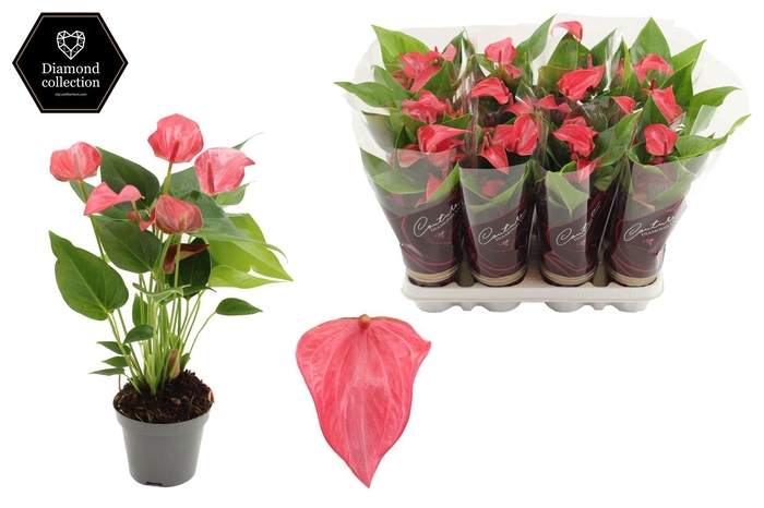 <h4>Anthurium 9 cm Romantico in Couture Diamond Line Purple sleeve</h4>