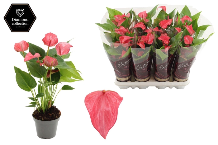 <h4>Anthurium 9 cm Romantico in Couture Diamond Line Purple sleeve</h4>