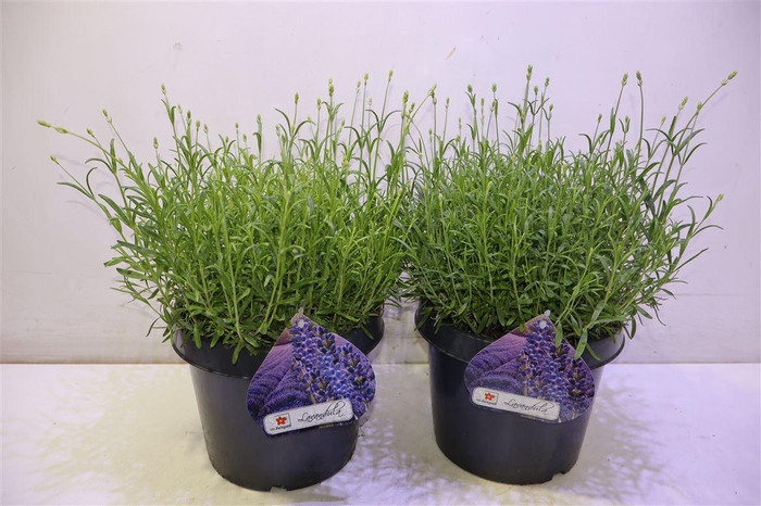 <h4>arr8 Lavan An Dwarf Blue</h4>