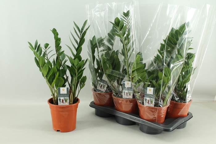 <h4>ZAMIO ZAMIIFOLIA</h4>