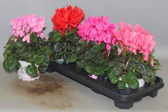 <h4>CYCL GR SUP XL</h4>