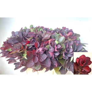 COTI C ROYAL PURPLE