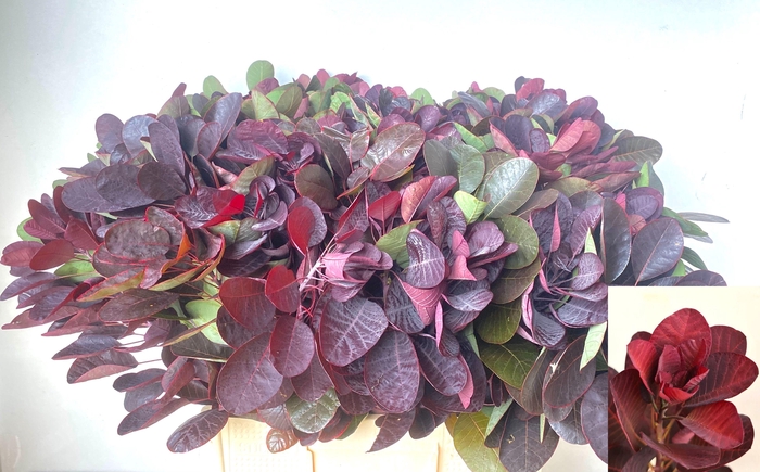 <h4>COTI C ROYAL PURPLE</h4>