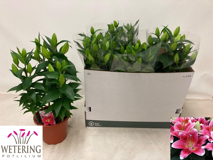 <h4>LIL OR SUNNY ROBYN</h4>