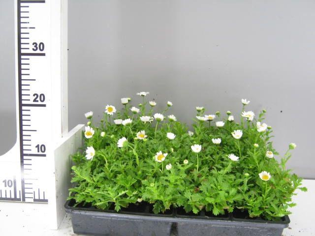 <h4>CHRYS PALUDOSUM</h4>