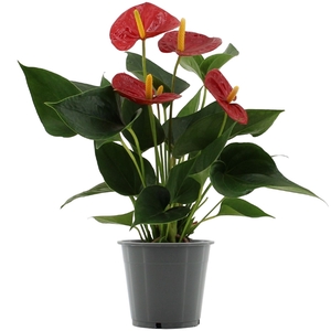 Anthurium Succcess Red in transparant sleeve