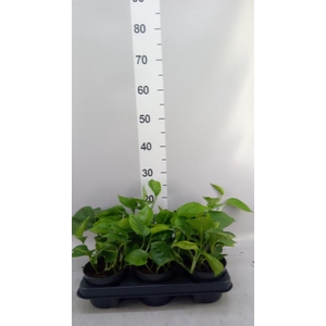 Epipremnum pinn. 'Global Green'