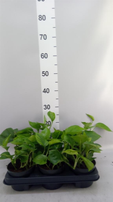 <h4>Epipremnum pinn. 'Global Green'</h4>
