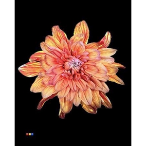 Chr T 2 Kl Baltica Aruba