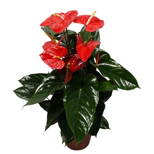 Anthurium XL.88 Aloha Red 21cm