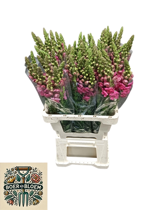 <h4>ANTIR ANTIBES PINK</h4>