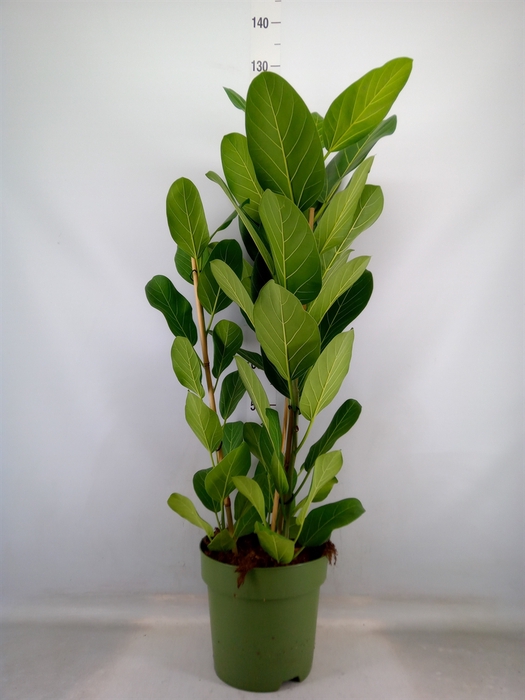<h4>Ficus benghalensis 'Audrey'</h4>