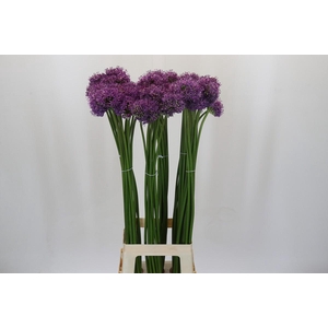 Allium Gladiator