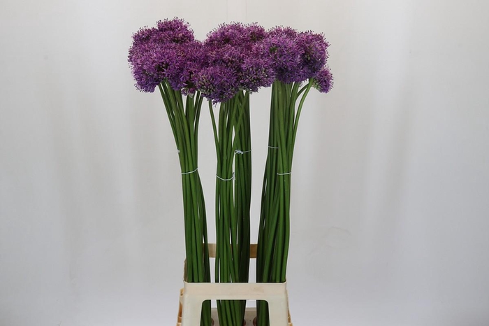<h4>Allium Gladiator</h4>