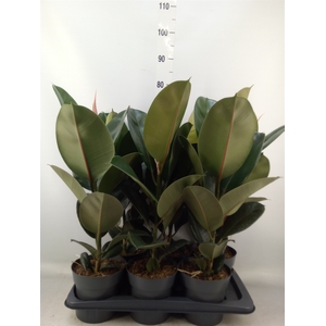 Ficus elastica 'Robusta'
