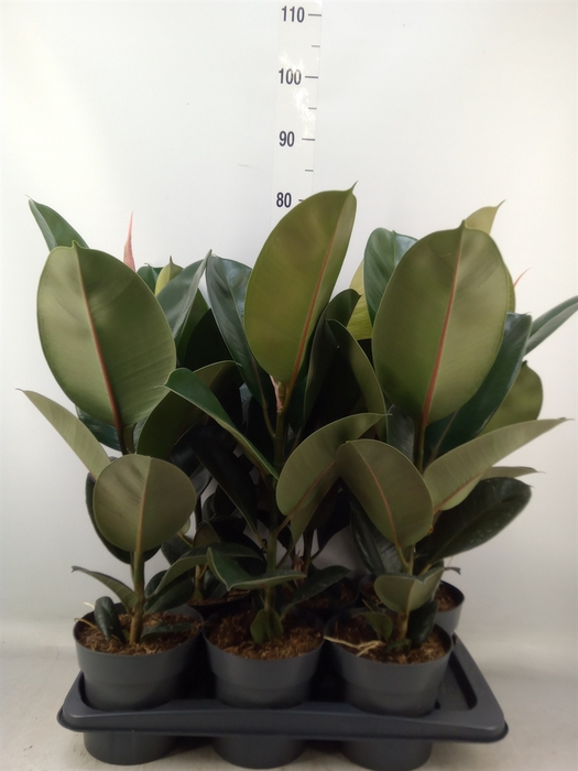 <h4>Ficus elastica 'Robusta'</h4>
