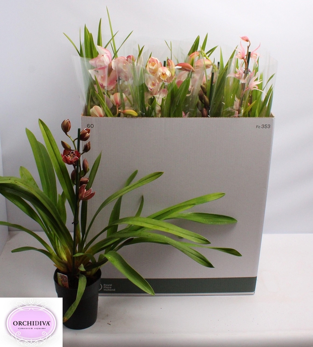 <h4>CYMB GEMENGD</h4>