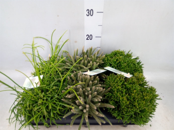 <h4>Rhipsalis   ...mix</h4>