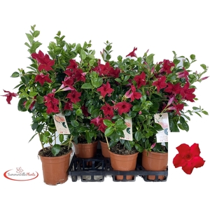 MANDE SUN RED