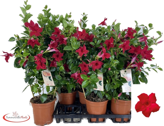 <h4>MANDE SUN RED</h4>