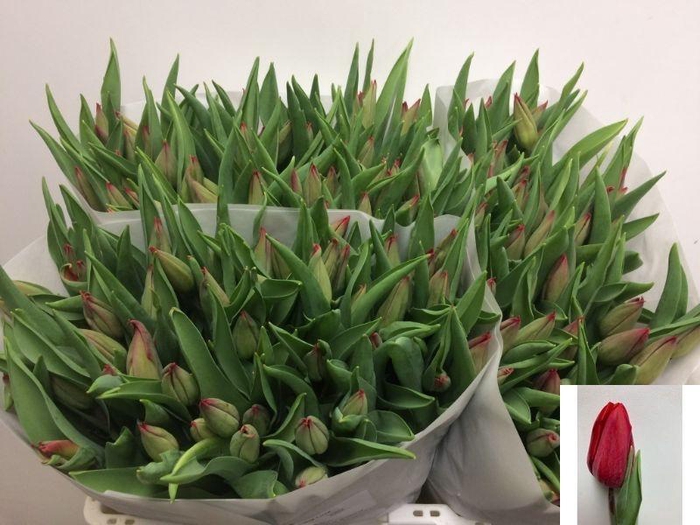 <h4>TU EN STRONG LOVE</h4>