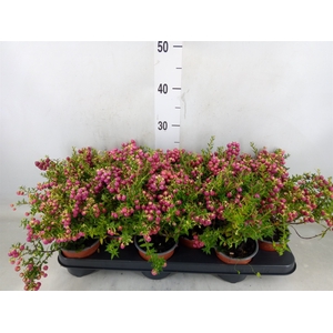 Gaultheria   ...rose berry