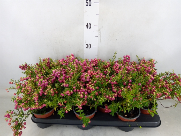 <h4>Gaultheria   ...rose berry</h4>