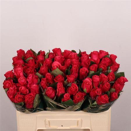 <h4>R Gr Tacazzi+</h4>