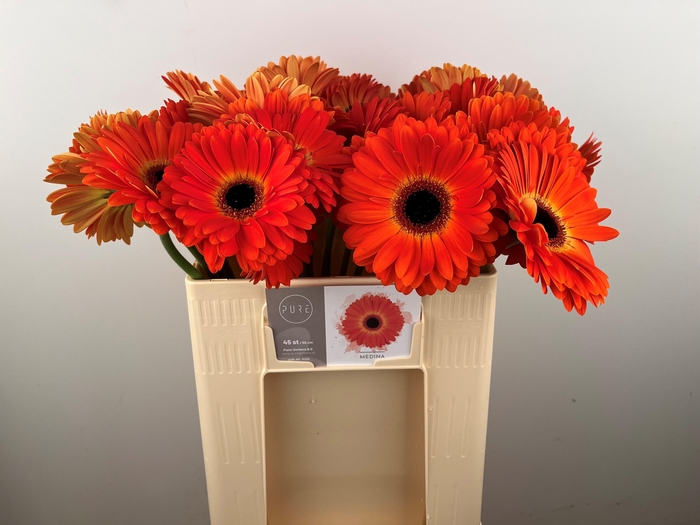 <h4>GE GR MEDINA</h4>