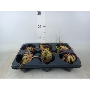 Tillandsia xerographica 'Silver B'