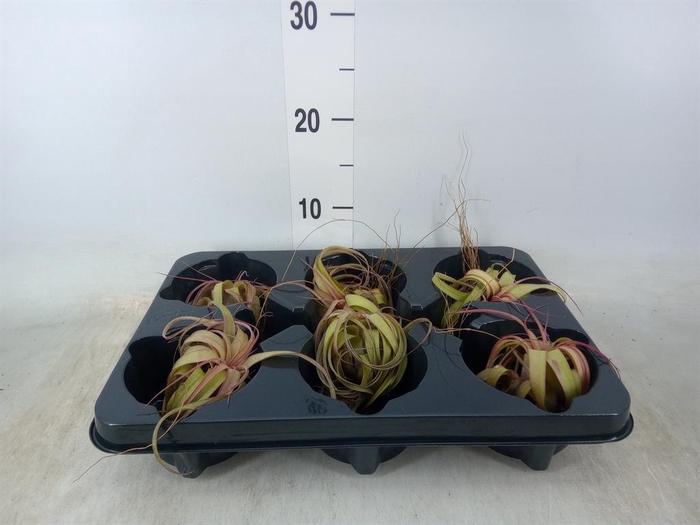 <h4>Tillandsia xerographica 'Silver B'</h4>