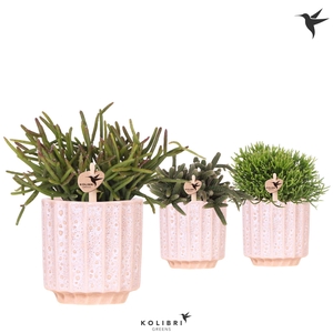 Kolibri Greens Rhipsalis mix in Flow pot