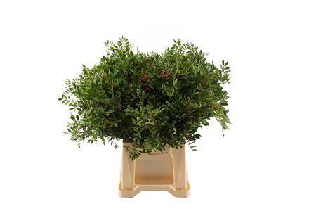 <h4>Pistacia 50 Cm</h4>