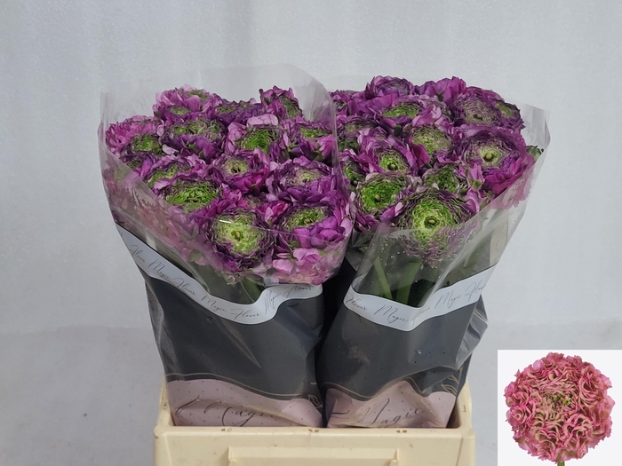 <h4>RANUNCULUS OV</h4>