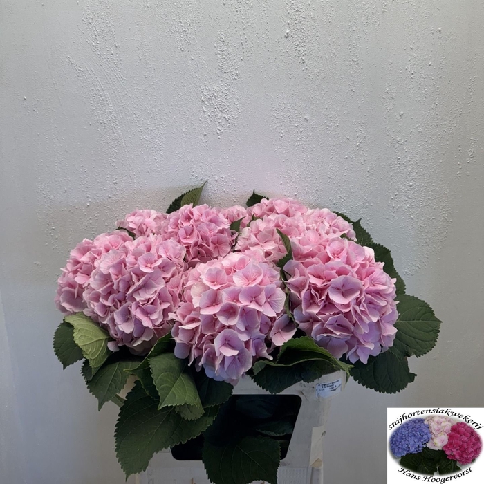 <h4>HYDR M CH VERENA</h4>