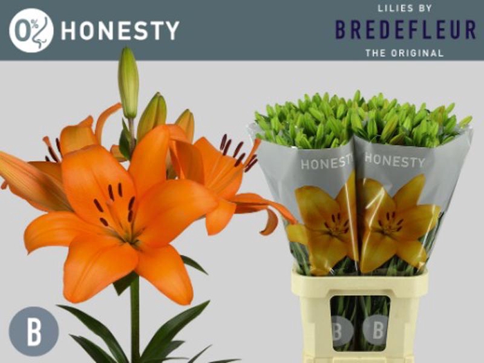<h4>Li La Honesty 4+ Bredefleur</h4>