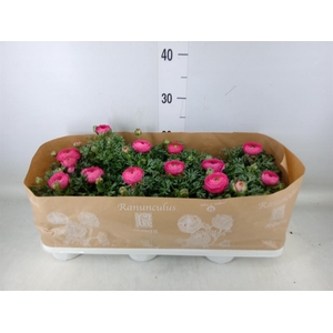 Ranunculus  'Sprinkles Pink'