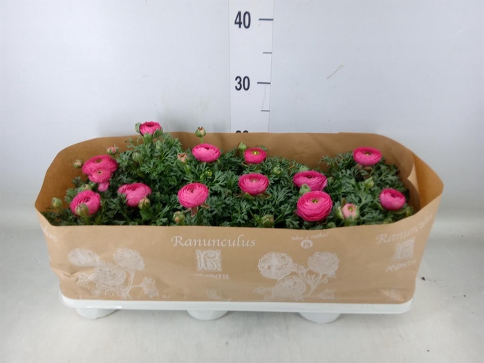 <h4>Ranunculus  'Sprinkles Pink'</h4>