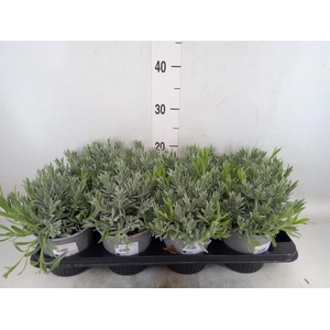 Lavandula angus.