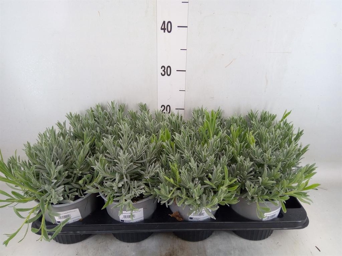 <h4>Lavandula angus.</h4>