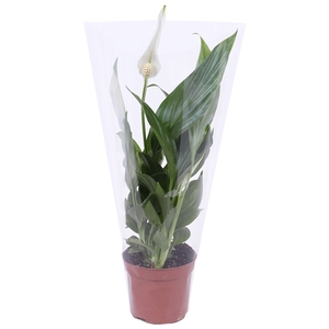 Spathiphyllum Pearl Cupido 9cm