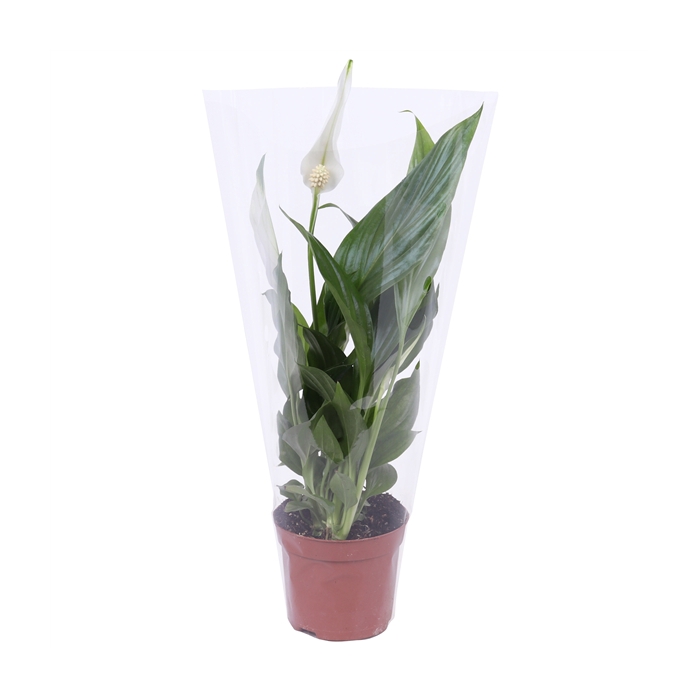 <h4>Spathiphyllum Pearl Cupido 9cm</h4>