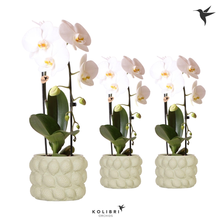 <h4>Kolibri Orchids Cascade Niagara Fall white 1 spike in Citrus pot green</h4>